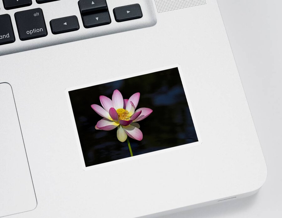 Lotus Sticker featuring the photograph Lotus Bloom #1 by Jerry Gammon