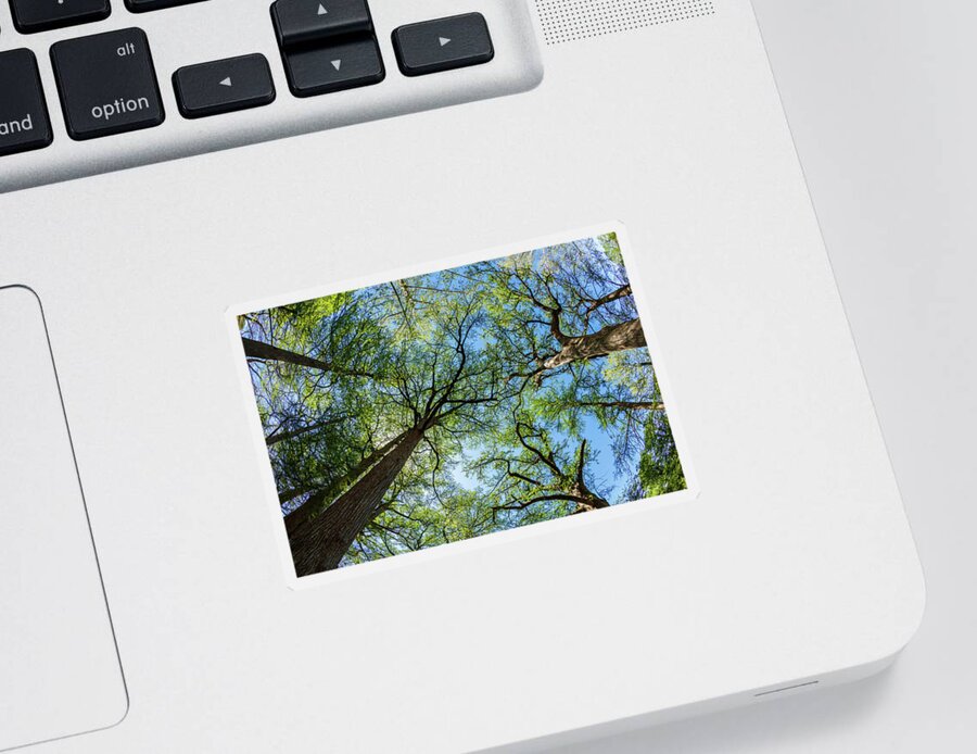 Austin Sticker featuring the photograph Majestic Cypress Trees by Raul Rodriguez
