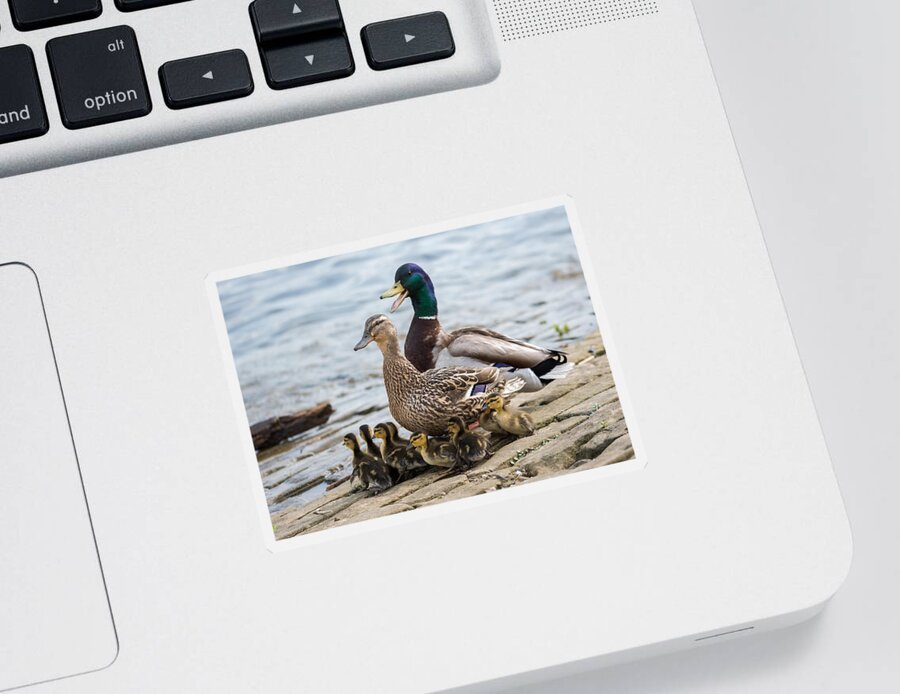 Mallard Sticker featuring the photograph Mallard Duck Family by Holden The Moment