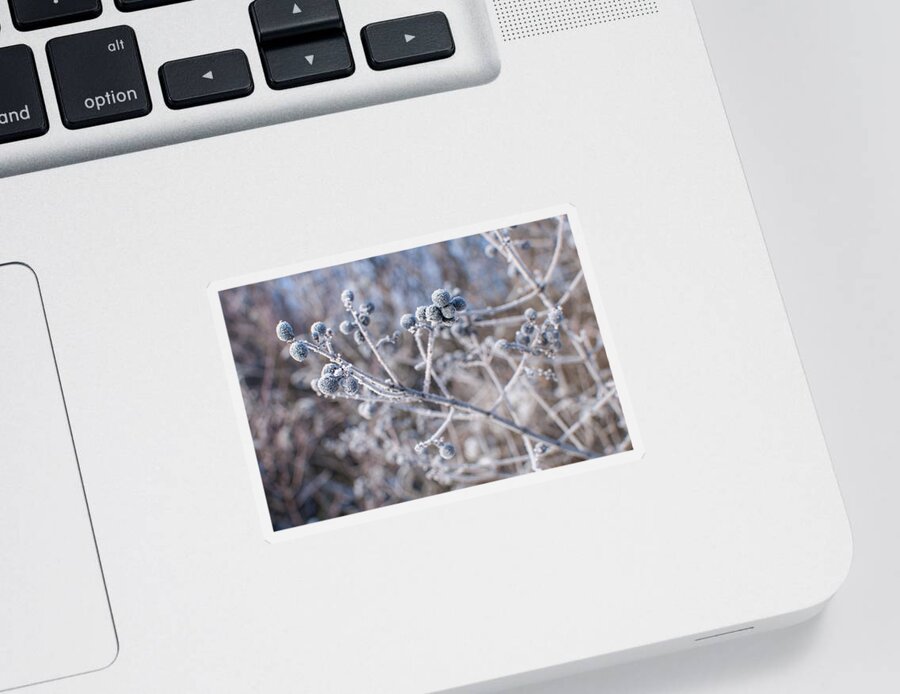 Morning Sticker featuring the photograph Morning Frost #1 by Miguel Winterpacht