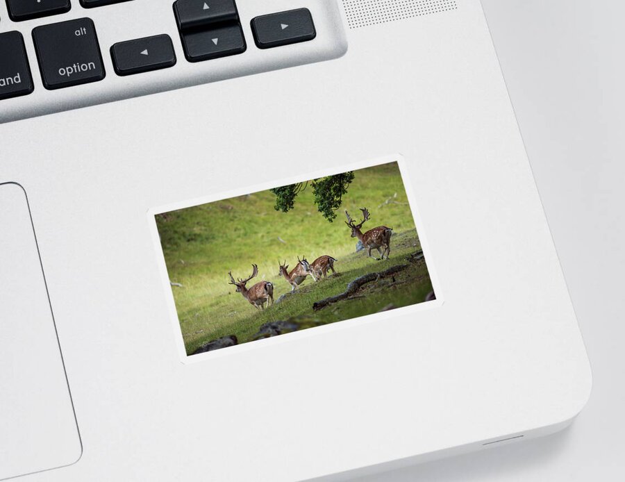 Four Fallow Deer Bucks Sticker featuring the photograph On the run by Torbjorn Swenelius