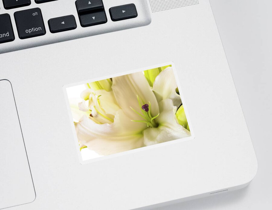 Alive Sticker featuring the photograph Oriental Lily Flower by Raul Rodriguez