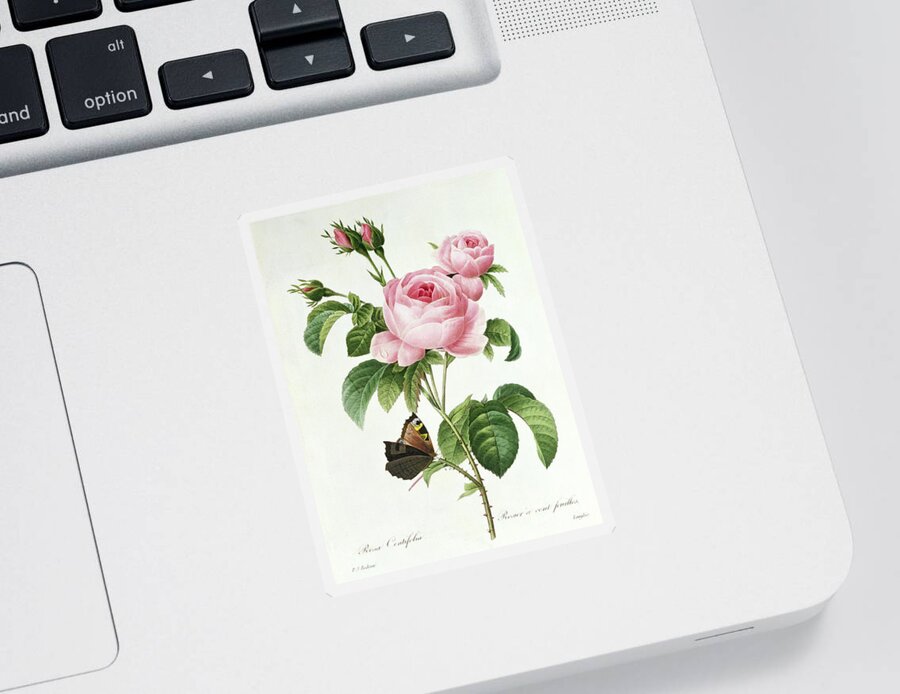 Butterfly Sticker featuring the painting Rosa Centifolia by Pierre Joseph Redoute