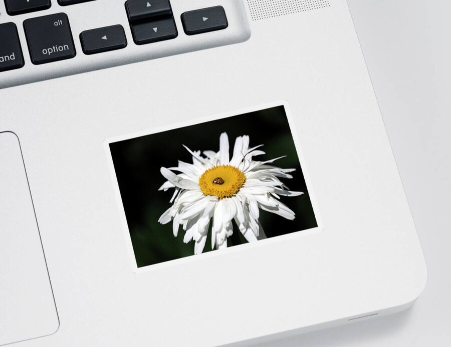 Photograph Sticker featuring the photograph Shasta Daisy with Ladybug in Watercolor II #1 by Suzanne Gaff