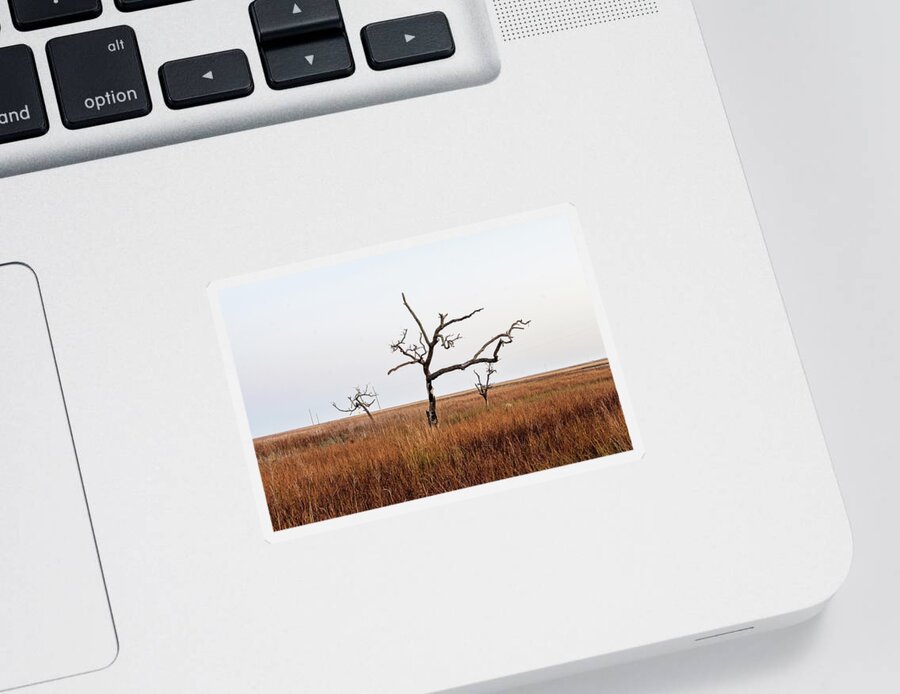 Tree Sticker featuring the photograph Silent Witness by Scott Pellegrin