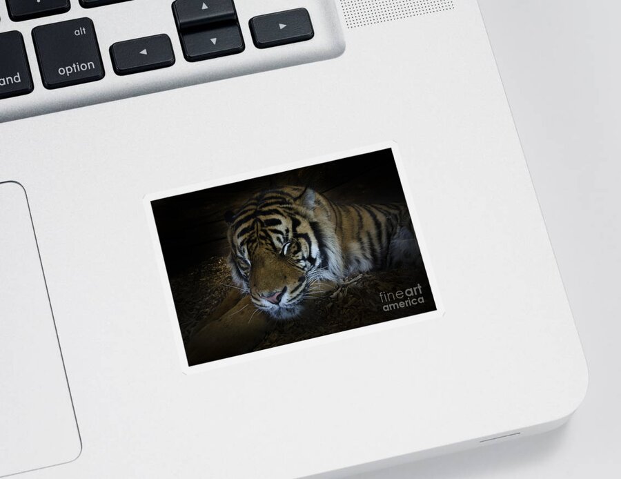 Tiger Sticker featuring the photograph Sleeping tiger #1 by Steev Stamford