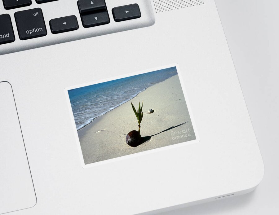 Coconut Sticker featuring the photograph Sprouting Coconut On Beach #1 by John Kaprielian