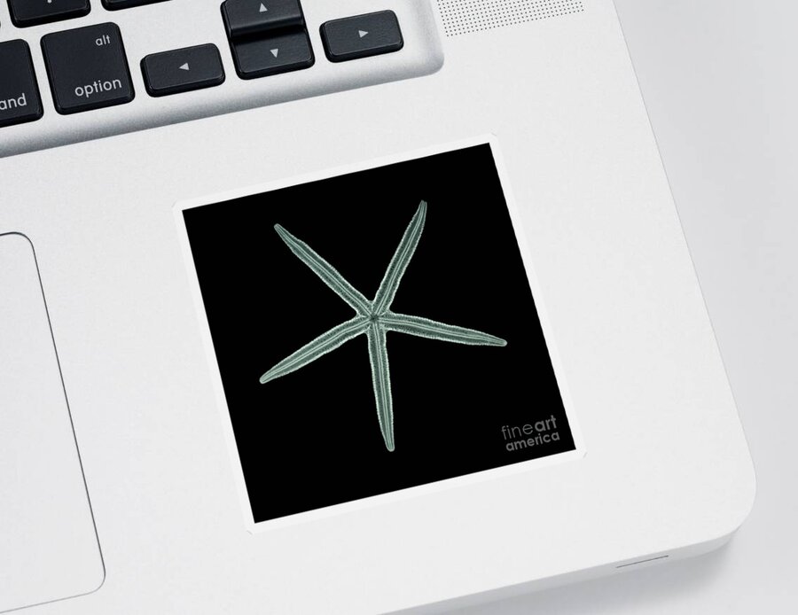 Starfish Sticker featuring the photograph Starfish, X-Ray #2 by Scott Camazine