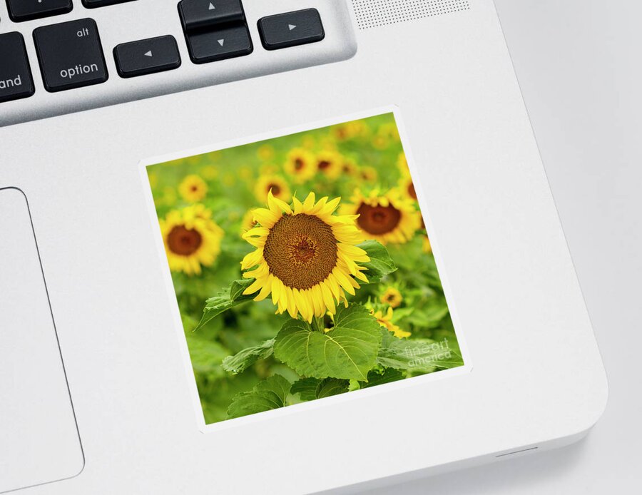 Sunflower Sticker featuring the photograph Sunflower #1 by Ronda Kimbrow