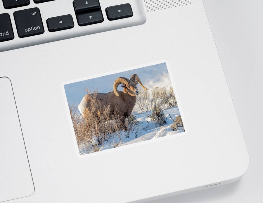 Big-horned Sheep Sticker featuring the photograph The Christmas Gift #1 by Yeates Photography