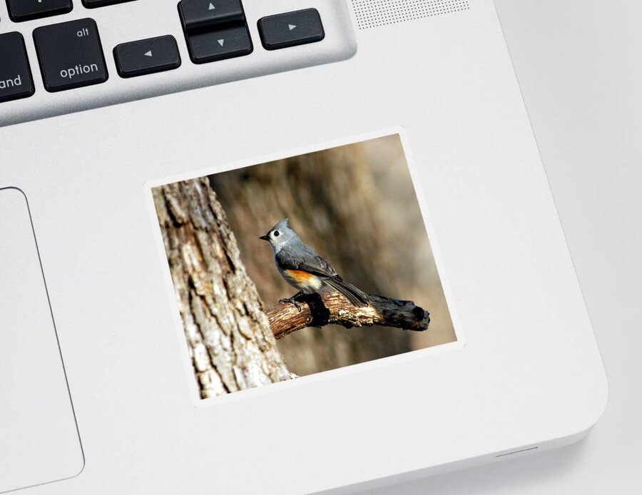 Nature Sticker featuring the photograph Tufted Titmouse on Branch by Sheila Brown