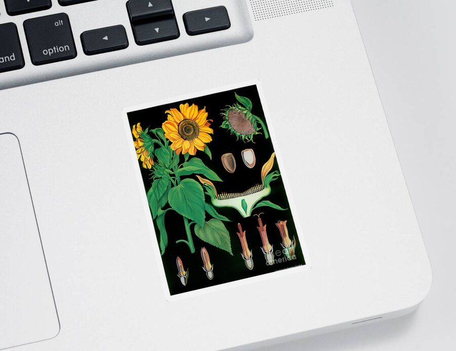 Vintage Botanical Sticker featuring the painting Vintage Botanical #1 by Mindy Sommers