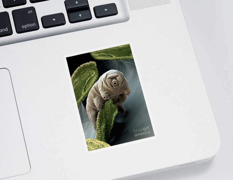 Paramacrobiotus Craterlaki Sticker featuring the photograph Water Bear Or Tardigrade by Eye of Science