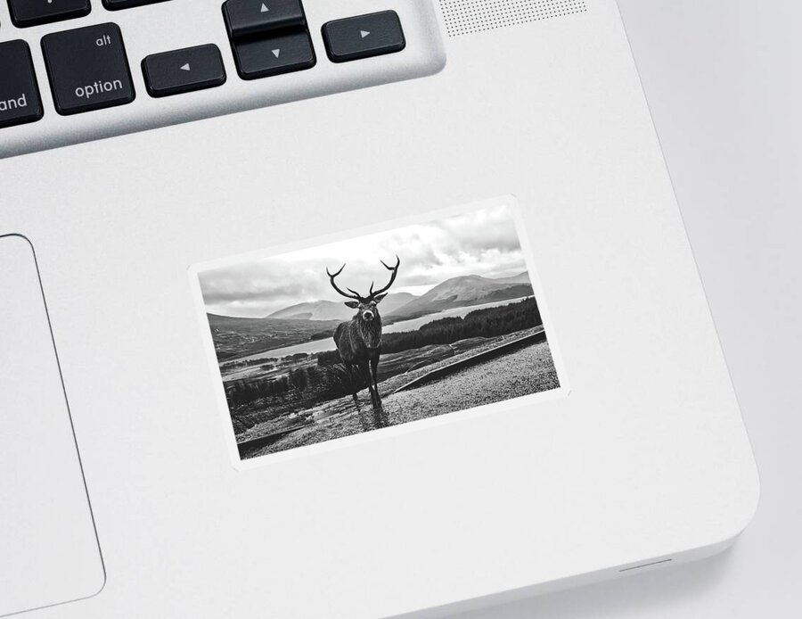 Stag Sticker featuring the photograph Wet Stag - Scotland #1 by Mountain Dreams