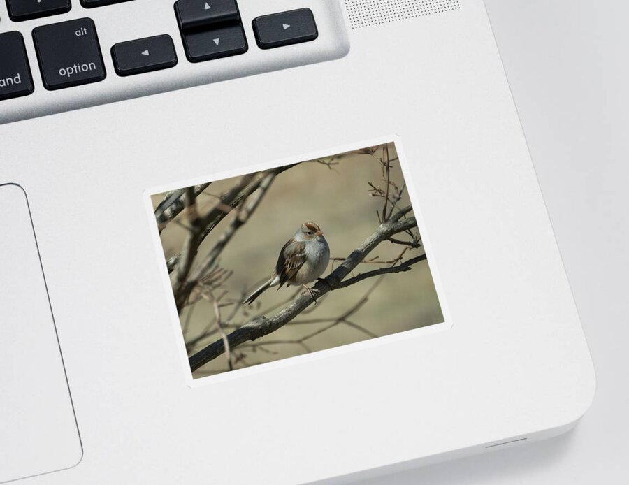 White Crowned Sparrow Sticker featuring the photograph White-Crowned Sparrow    by Holden The Moment