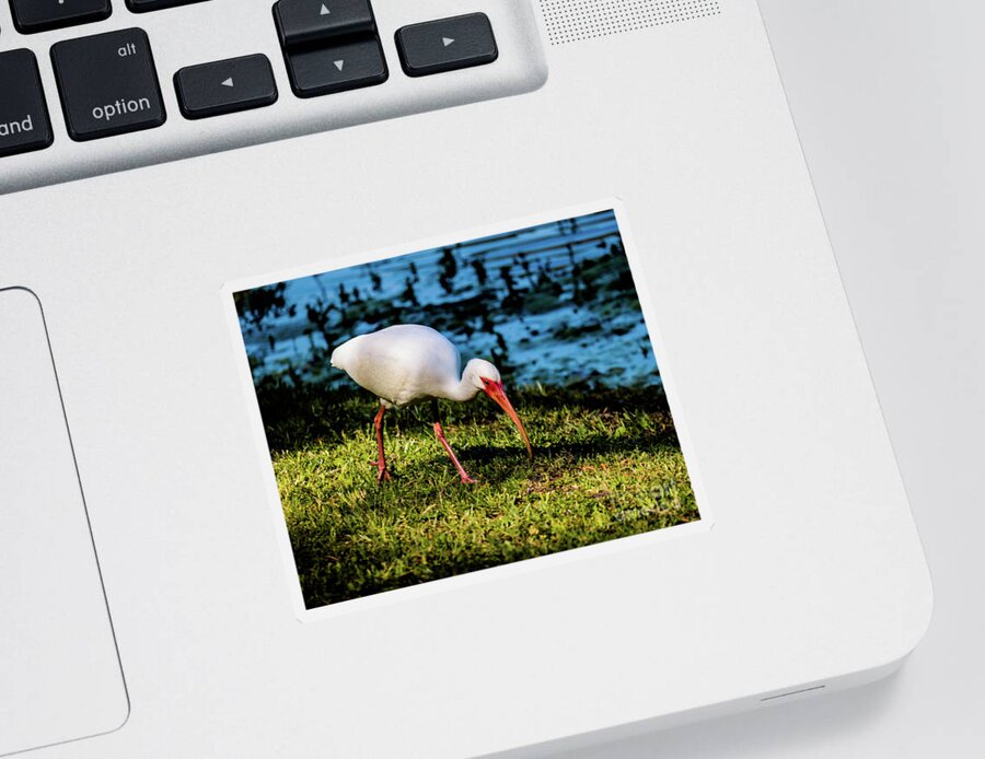 Hilton Head Sticker featuring the photograph White Ibis #1 by Thomas Marchessault
