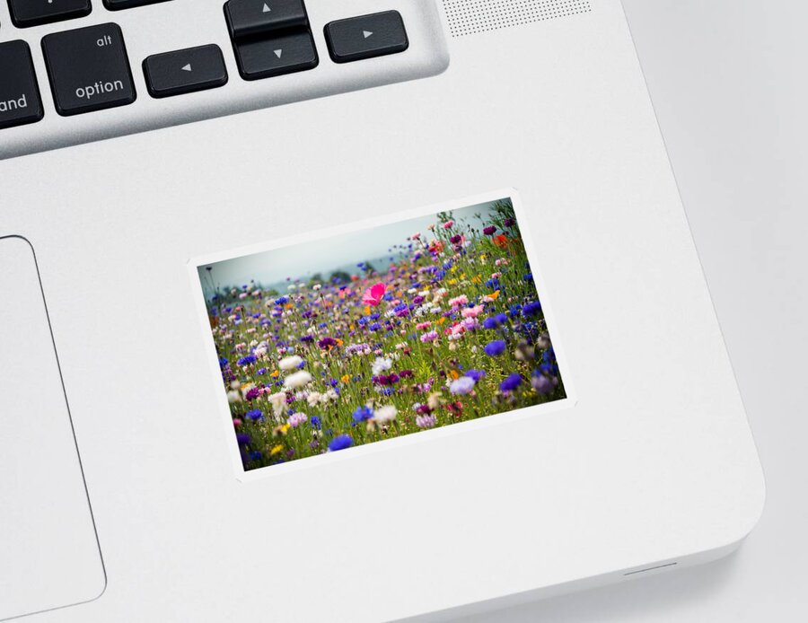 Wildflowers Sticker featuring the photograph Wild Flowers #1 by Kristopher Schoenleber