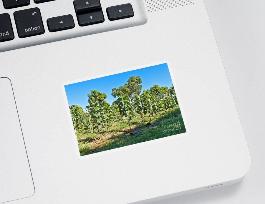 Teak Sticker featuring the photograph Young Teak Plantation #1 by Inga Spence