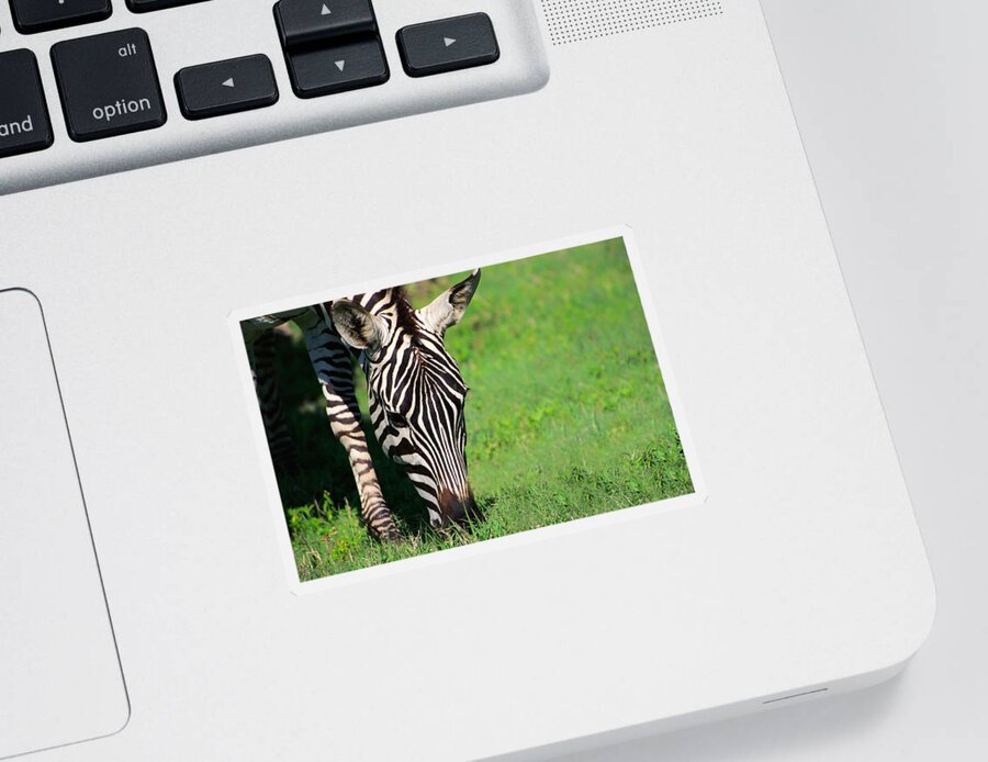Africa Sticker featuring the photograph Zebra #1 by Sebastian Musial