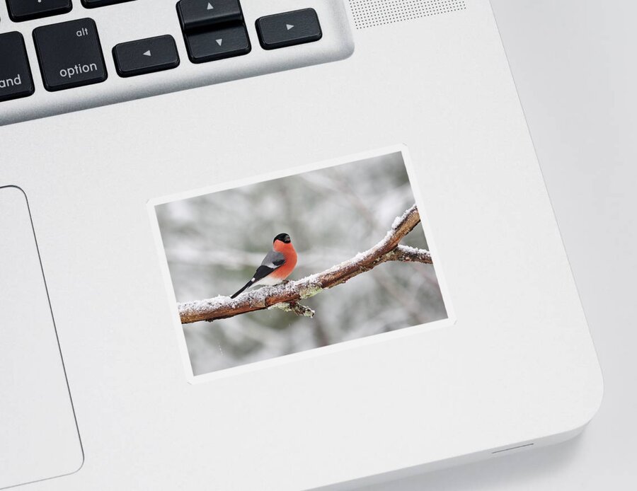 Finland Sticker featuring the photograph Eurasian bullfinch in winter by Jouko Lehto