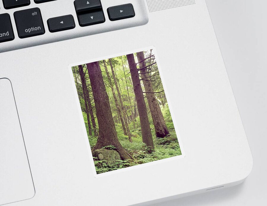 Mature Forest Sticker featuring the photograph 145926 Mature Forest GSMNP by Ed Cooper Photography