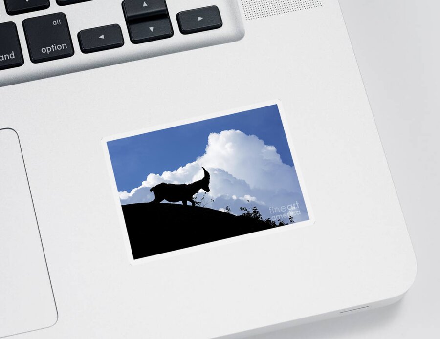 Alpine Ibex Sticker featuring the photograph 150622p053 by Arterra Picture Library