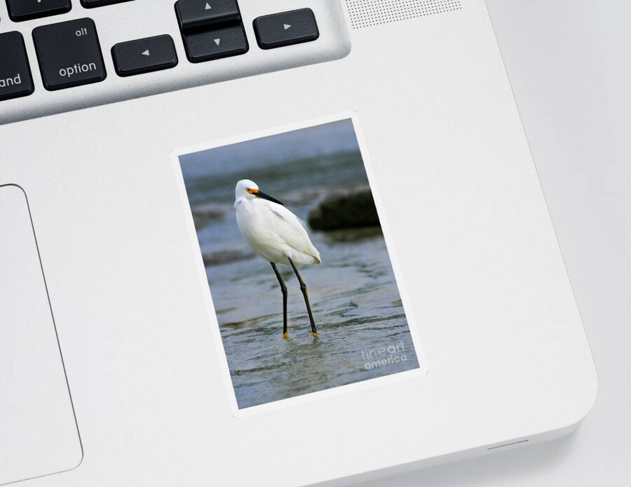 Sticker featuring the photograph Egret #16 by Angela Rath