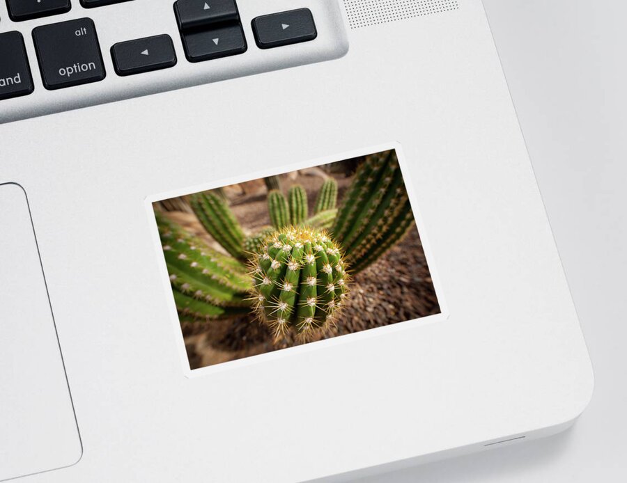 Cactus Sticker featuring the photograph Textures of Arizona #17 by John Magyar Photography
