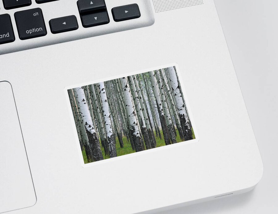 Quaking Aspen Sticker featuring the photograph 160115p111 by Arterra Picture Library