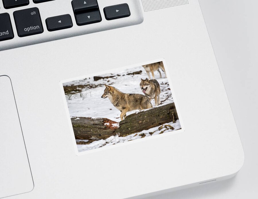 Gray Wolf Sticker featuring the photograph Hunting wolf pack by Arterra Picture Library