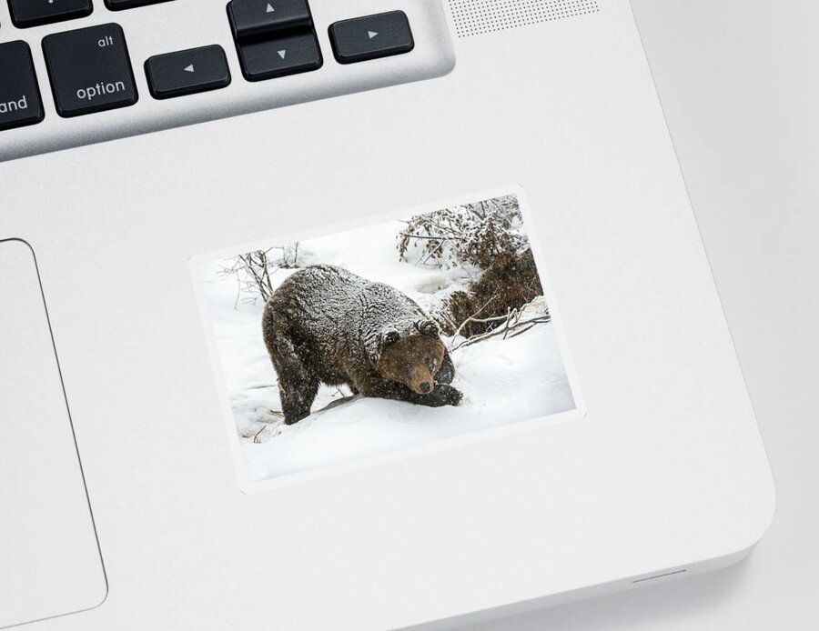 Bear Sticker featuring the photograph Brown bear in the snow by Arterra Picture Library