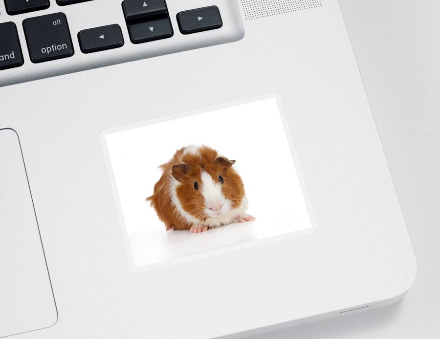 Abyssinian Guinea Pig Sticker featuring the photograph Abyssinian Guinea Pig #2 by Anthony Totah