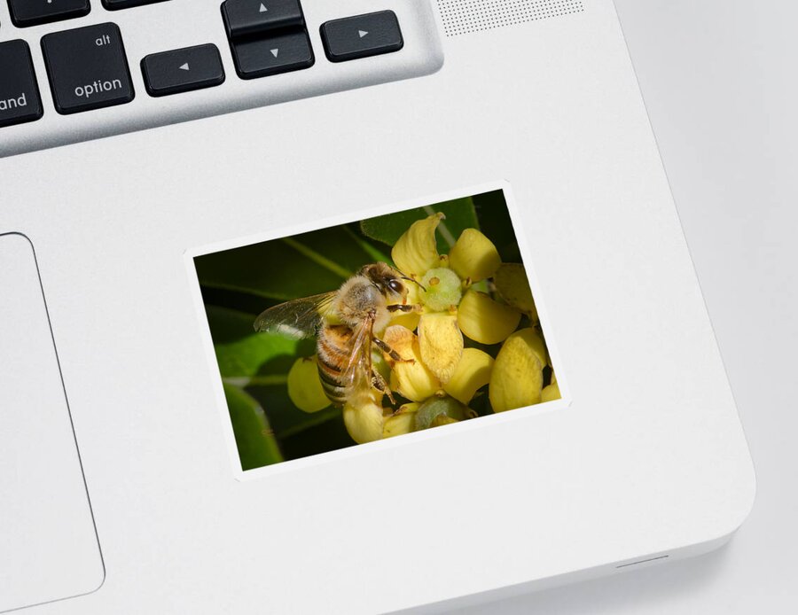 Animals Sticker featuring the photograph Bees Gathering from Pittosporum Flowers #2 by Jim Thompson