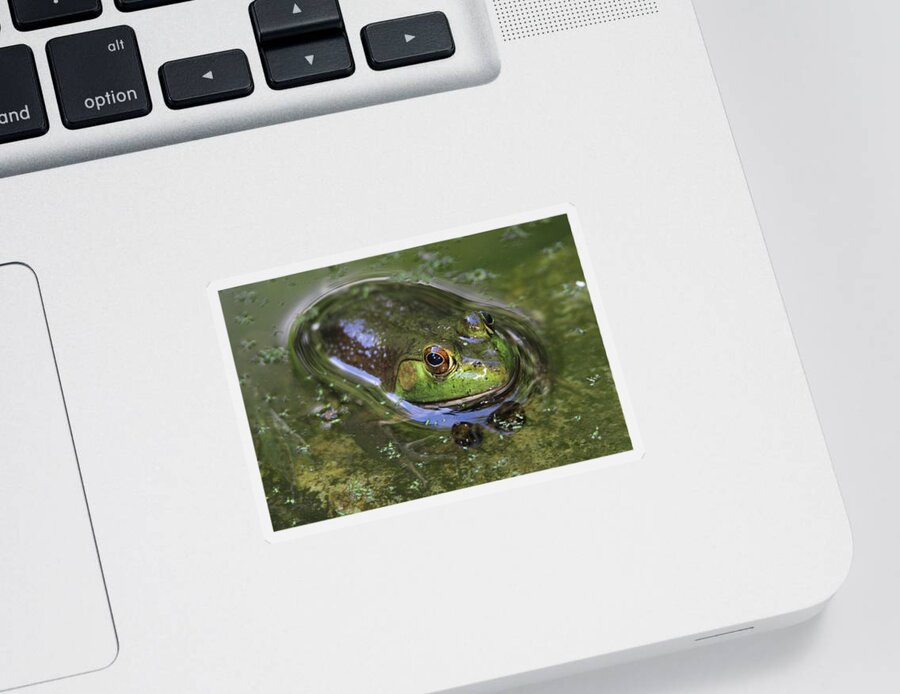 Bullfrog Sticker featuring the photograph Bullfrog Stony Brook New York #2 by Bob Savage
