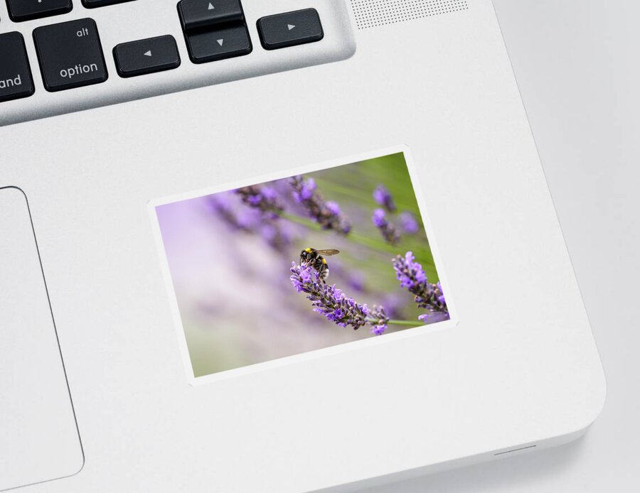 Lavender Sticker featuring the photograph Bumblebee and Lavender #2 by Nailia Schwarz