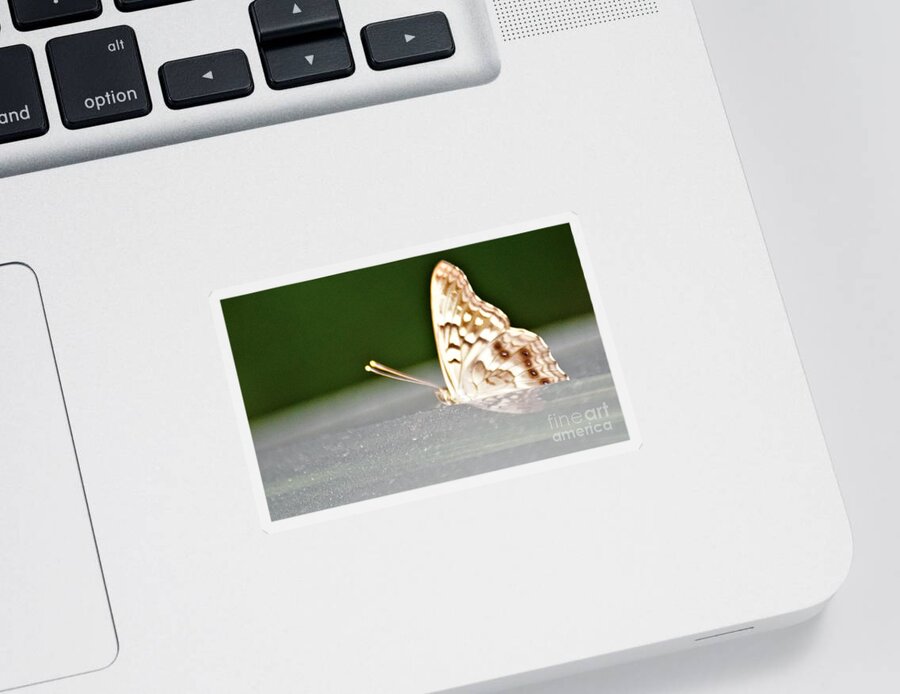 Butterflies Sticker featuring the photograph Butterfly on my car5 by Merle Grenz