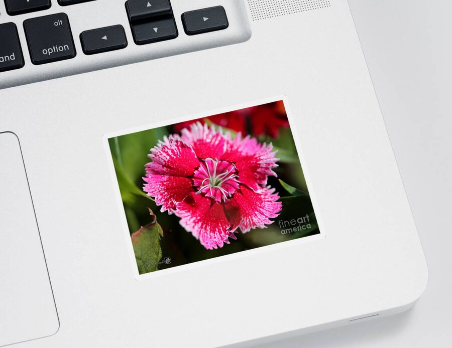 Mccombie Sticker featuring the photograph Dianthus named Floral Lace Violet Picotee #3 by J McCombie