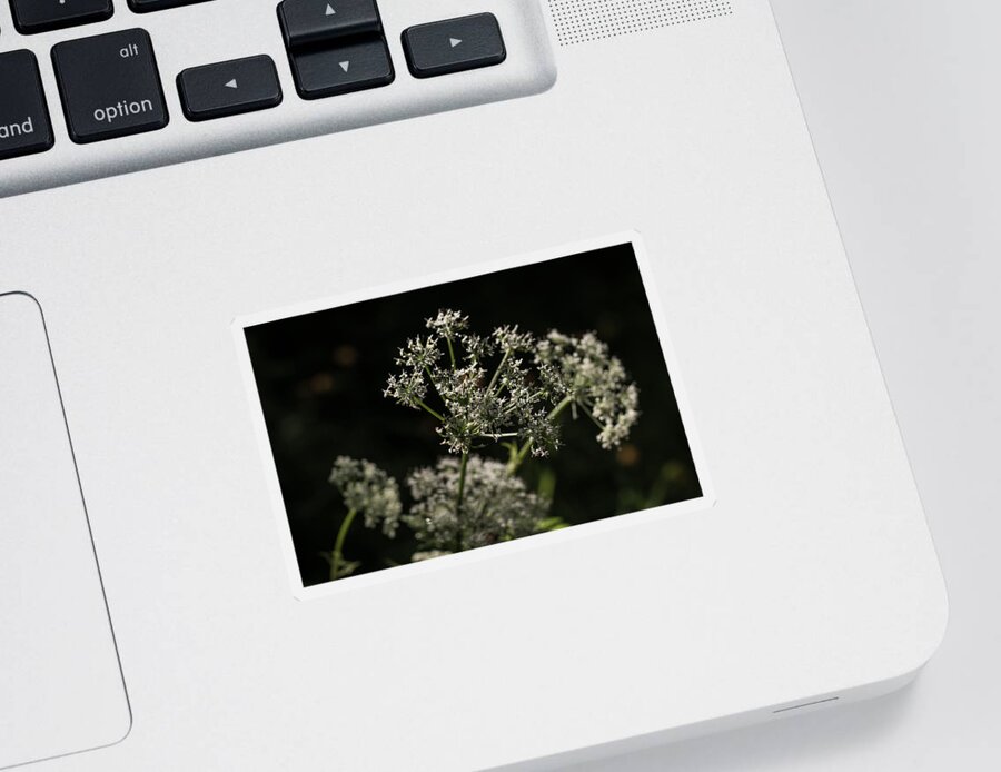 Miguel Sticker featuring the photograph Forest Lights #3 by Miguel Winterpacht