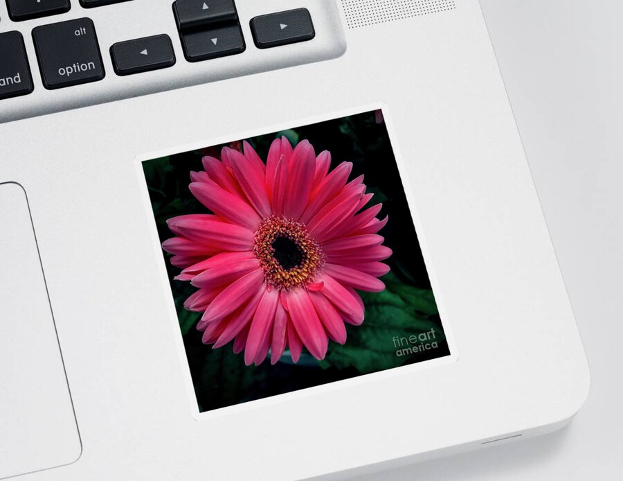 Flower Sticker featuring the photograph Gerbera Daisy #2 by William Norton
