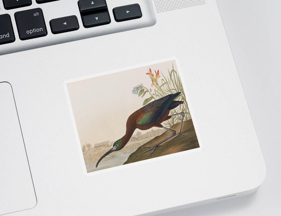 Ibis Sticker featuring the painting Glossy Ibis by John James Audubon