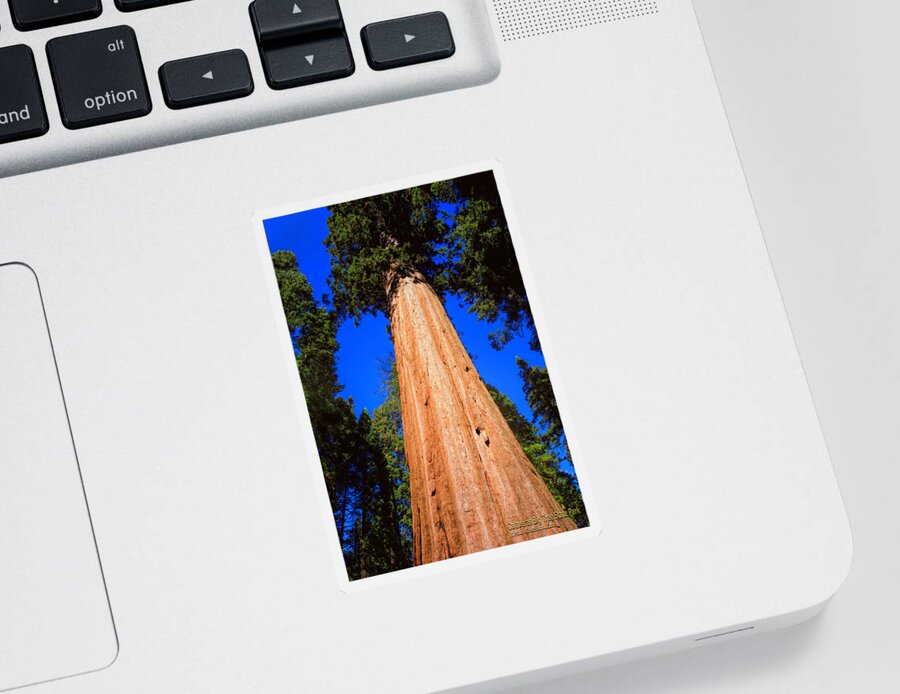 Calaveras Big Trees Sticker featuring the photograph Giant Sequoia Trees III by LeeAnn McLaneGoetz McLaneGoetzStudioLLCcom