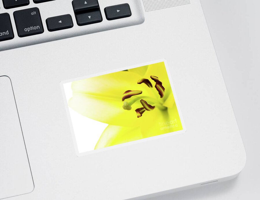 Abstract Sticker featuring the photograph Oriental Lily Flower by Raul Rodriguez