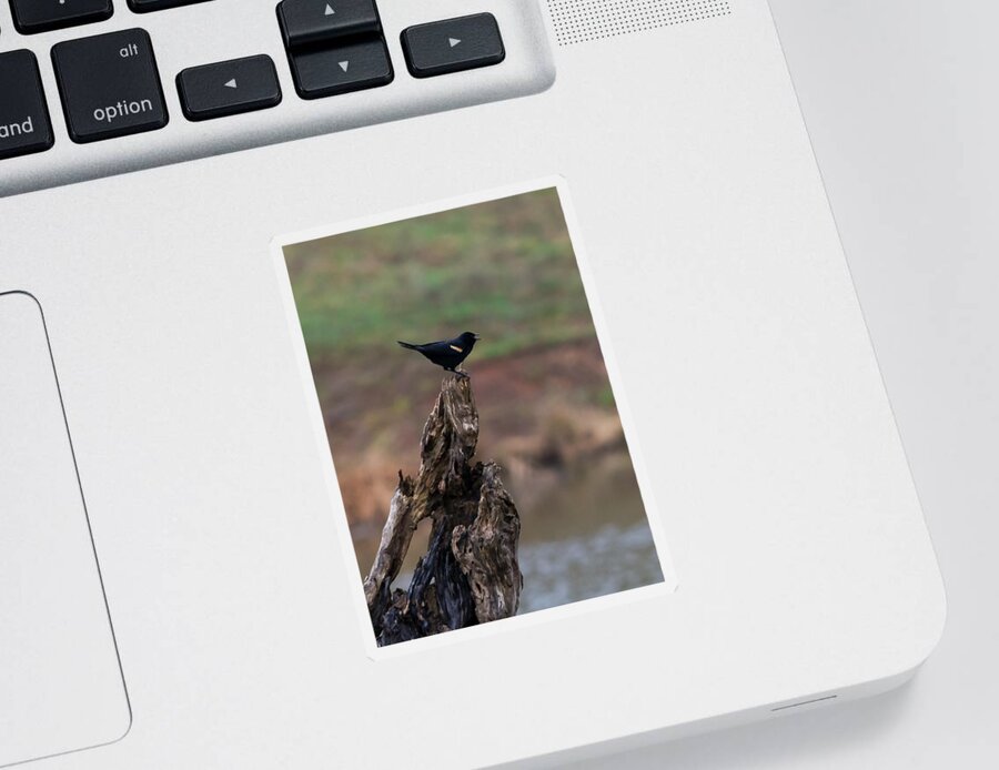 Jan Sticker featuring the photograph Red-Winged Blackbird by Holden The Moment