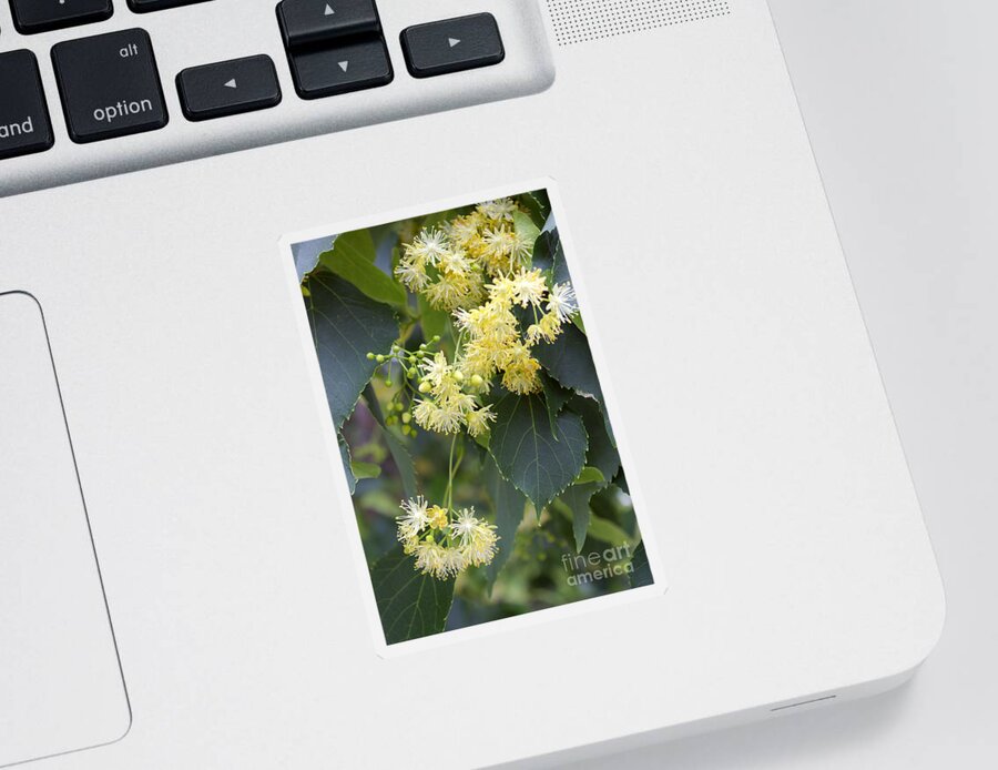 Linden Sticker featuring the photograph Tilia Cordata #2 by Scimat