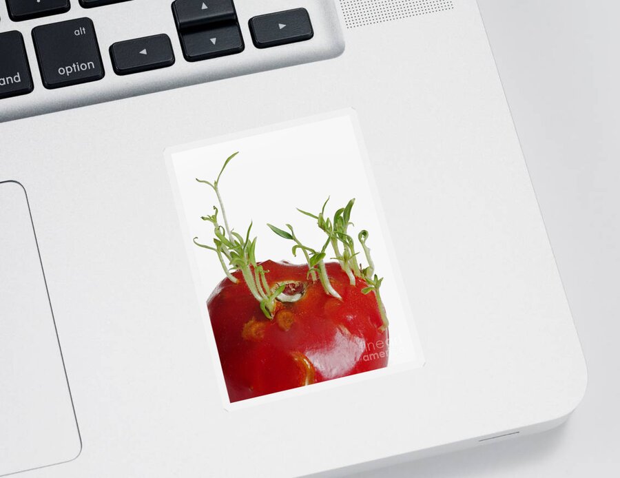 Tomato Sticker featuring the photograph Tomato Seedlings Sprouting #2 by Scimat