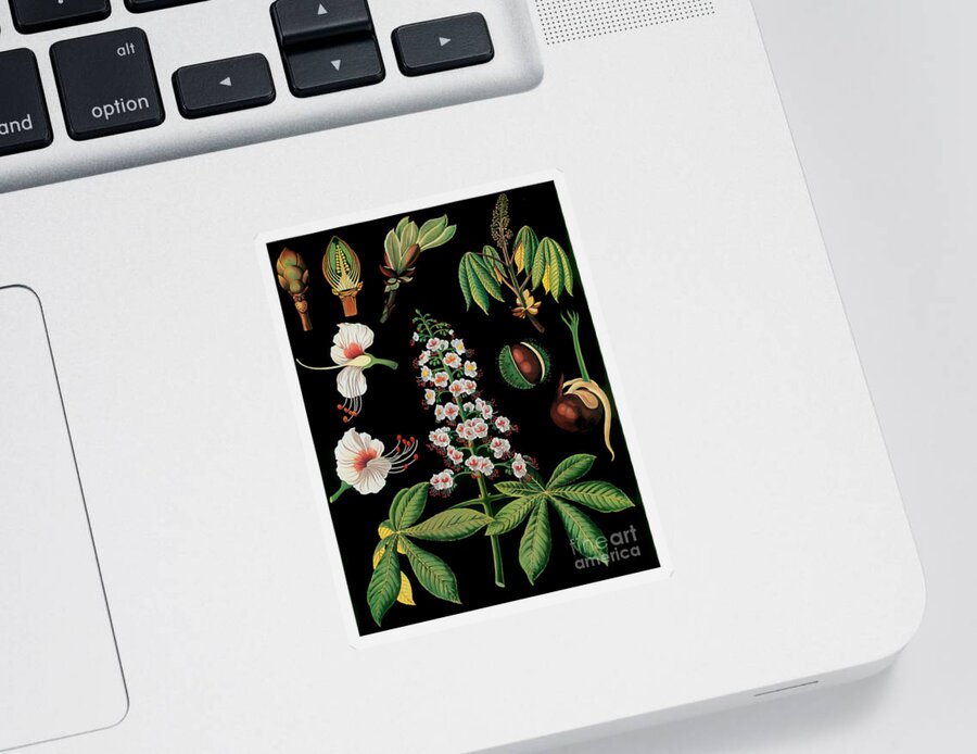Vintage Botanical Art Sticker featuring the painting Vintage Botanical #2 by Mindy Sommers