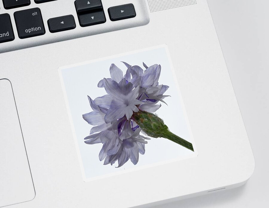 Pale Sticker featuring the photograph White with blue Cornflower #2 by Shirley Mitchell