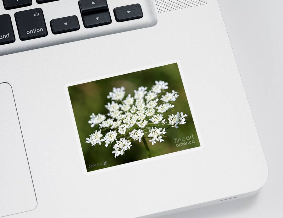 Mccombie Sticker featuring the photograph Wildflower named Queen Anne's Lace #1 by J McCombie