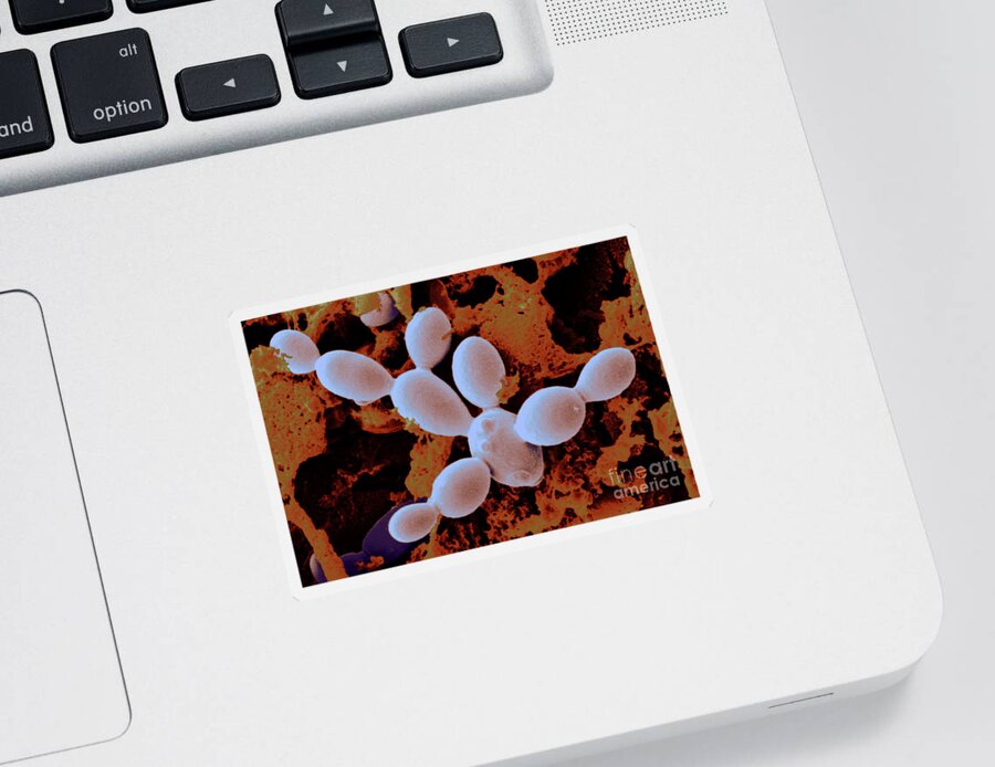 Sem Sticker featuring the photograph Yeast Cells #2 by Scimat