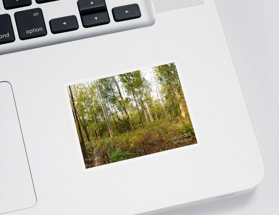Panorama Sticker featuring the photograph Dry Deciduous Forest, Cambodia #3 by Fletcher & Baylis